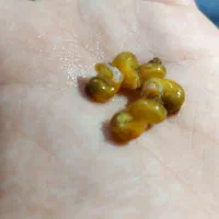 ماهی  گوپی تایگر نر و ماده و گوپی کوی نر حلزون سیب|ماهی|میانه, |دیوار