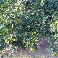 فروش پرتقال درجه یک