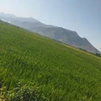 زمین کشاورزی اجاره ای