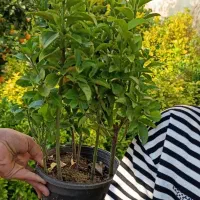 حدود ۲۰۰عدد شمشاد ۳ساله موجوده قیمت ۱۴|حراج|عباسآباد, |دیوار