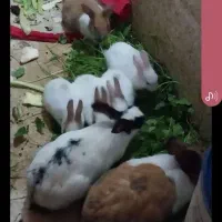 خرگوش بازی گوش