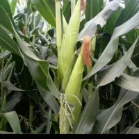 فروش ذرت علوفه ای