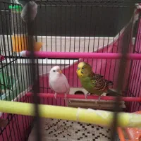 مرغ عشق|پرنده|قزوین, |دیوار