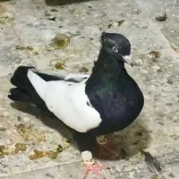 نر سینه ای عروسک