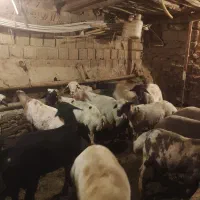 گوسفندبره نروماده  گوشتی  درجه 1|حیوانات مزرعه|سنندج, |دیوار