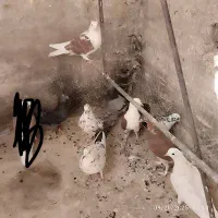 کبوتر گرفتنی|پرنده|قم, چهار مردان|دیوار