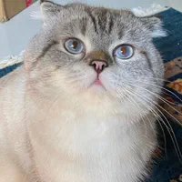 گربه نر سالم