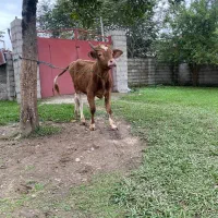 کوله چالوسی سر شاخ دار مناسب برای داشت|حیوانات مزرعه|گوراب زرمیخ, |دیوار