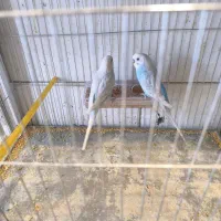 مرغ عشق|پرنده|بم, |دیوار