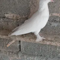 کبوتر گره ودرجاوجوجه گره|پرنده|بندرعباس, |دیوار