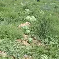 زمین کشاورزی به متراژ دوازده هکتار ۱۲۰۰۰۰متر مربع