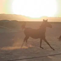 کره مادیان کرد|اسب و تجهیزات اسب‌سواری|ماهیدشت, |دیوار