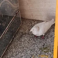 کبوتر سفید گم شده