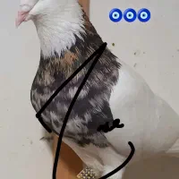 طوقی نر کلفه