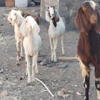سه کولارکل پاکستانی آبستن (لینگ سه قلو)ویک تکه کل