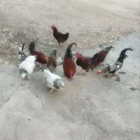 خروس محلی درجه یک|حیوانات مزرعه|کوهدشت, |دیوار