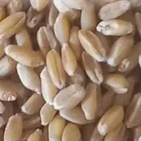 فروش گندم سیروان بذری