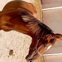 اسب نریون