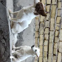 سگ پامر واشپیتز خانگی|سگ|شهر بابک, |دیوار