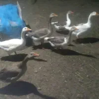 فروش غاز