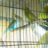 مرغ عشق|پرنده|مشهد, مشکینی (شهرک غرب)|دیوار