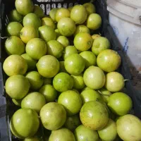 لیمو شیرین پرتقال محلی وپرتقال تامسون