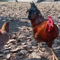 جوجه خروس لاری و محلی|حیوانات مزرعه|قائمشهر, |دیوار