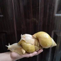حلزون اچاتینا از سوپر مولد هم بزرگتر