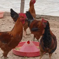 فروش خروس محلی