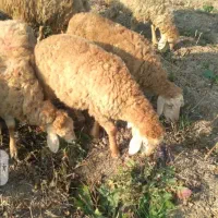 ۲۰عدد بره اوتاخ ۳عدد بز