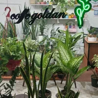 گلفروشی گلهای آپارتمانی