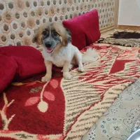 سگ پا کوتاه یک ساله
