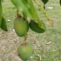 فروش انبه درجه یک مخصوص ترشی