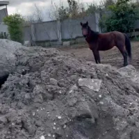 کره اسب کرد|اسب و تجهیزات اسب‌سواری|بابکان, |دیوار