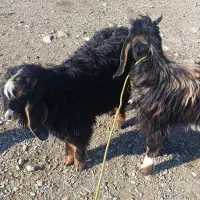 فروش دو عدد بزغاله(جیسک)نر چاق|حیوانات مزرعه|اشنویه, |دیوار