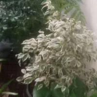 گلهای اپارتمانی