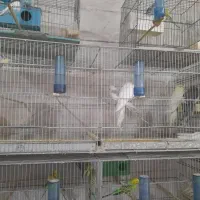عروس هلندی