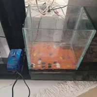 آکواریم و پمپ|ماهی|گلبهار, شهر جدید گلبهار|دیوار