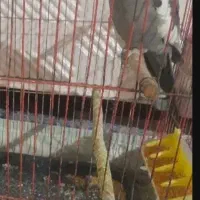 عروس هلندی نر سخنگو