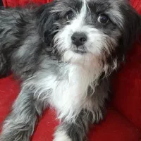 توله سگ شیتزو تریر ماده|سگ|کرمان, |دیوار