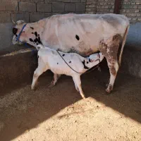 گاو گوساله دار