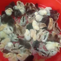 جوبه دیلگونی