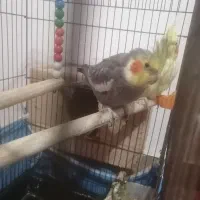 دو جفت طوطی عروس مولد