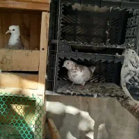 کبوتر|پرنده|کلاردشت, |دیوار