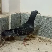 گمشده|حیوانات|سبزوار, جهاد کشاورزی|دیوار