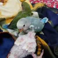 جوجه کوتوله وجوجه عروس هلندی