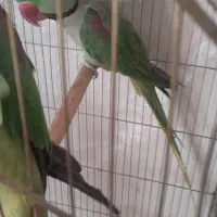 فروش شاه طوطی|پرنده|نقده, |دیوار