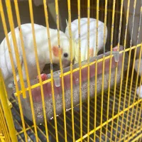 عروس هلندی لوتینو