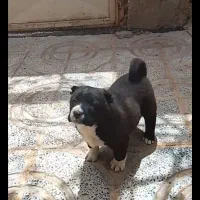 توله قدرجونی