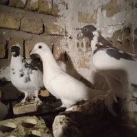 کبوتر|پرنده|هشتگرد, تهران دشت|دیوار